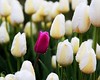 Flowers, etc : 