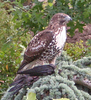 Wildlife : 