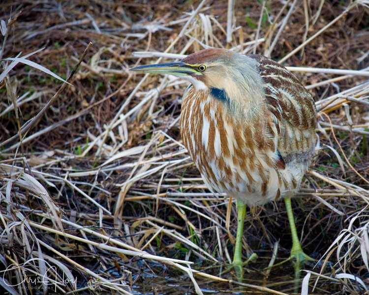 IMAGE: http://hoyboy.smugmug.com/photos/252709975_DvNeW-L.jpg